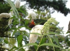 Fonds d'cran Animaux papillon et son arbre