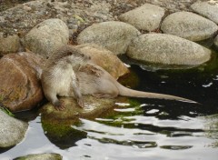 Wallpapers Animals Loutre