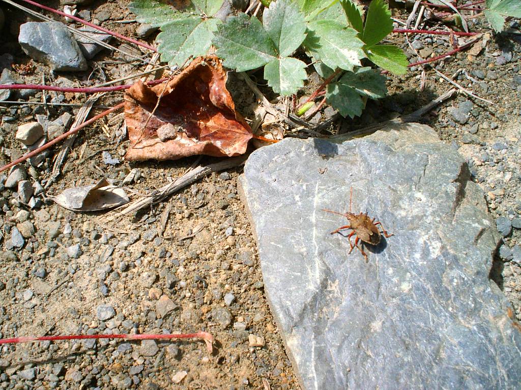 Fonds d'cran Animaux Insectes - Punaises A Bug