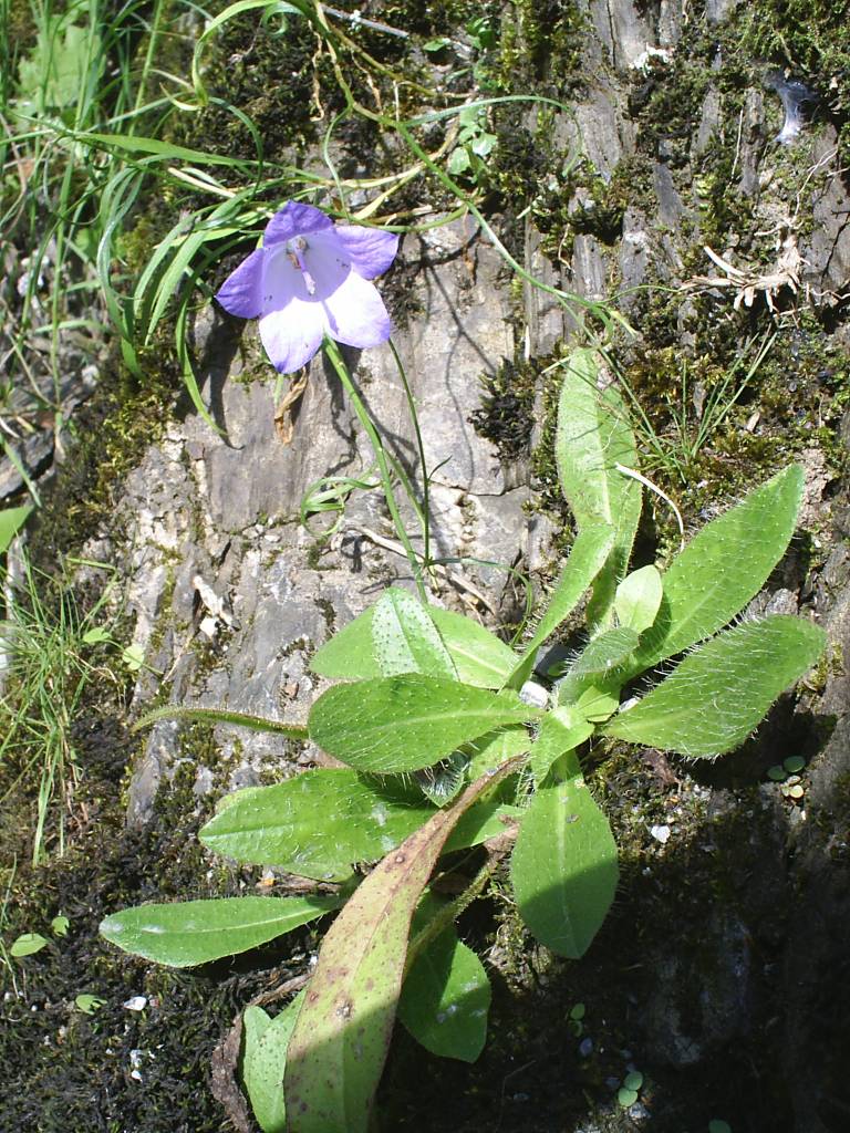 Fonds d'cran Nature Fleurs Clochette :)