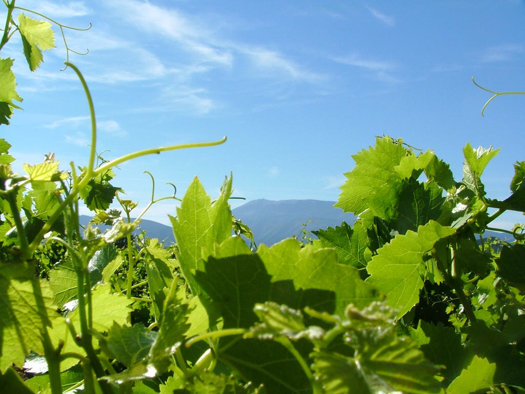 Wallpapers Nature Landscapes vaucluse - le mont ventoux