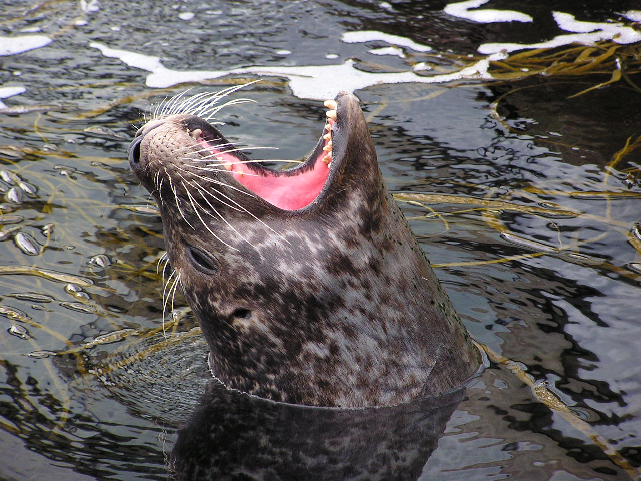 Wallpapers Animals Sealife - Seals Phoque veau marin