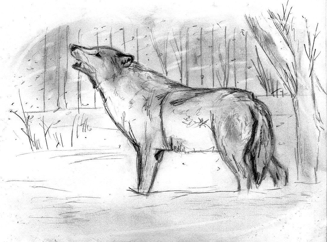 Wallpapers Art - Pencil Animals - Wolves Loup hurlant