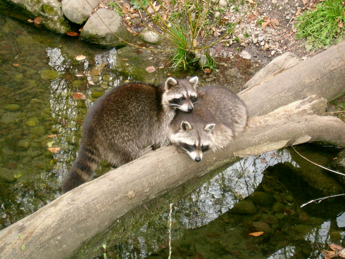 Wallpapers Animals Raccoons 