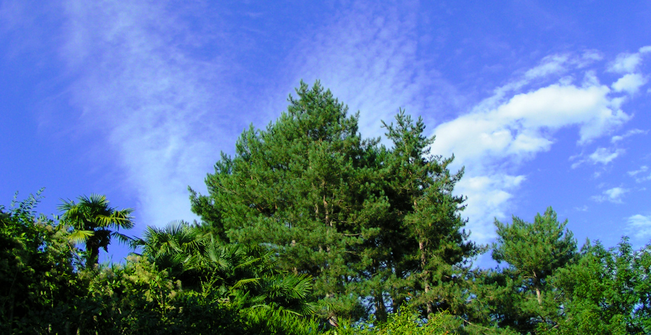 Fonds d'cran Nature Arbres - Forts Sapins en été