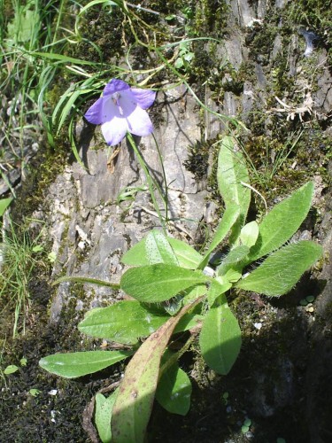 Fonds d'cran Nature Fleurs Clochette :)