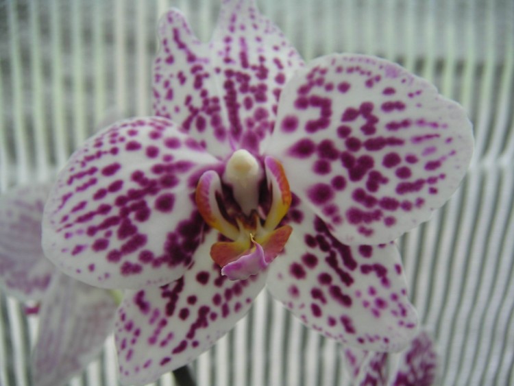 Fonds d'cran Nature Fleurs orchide