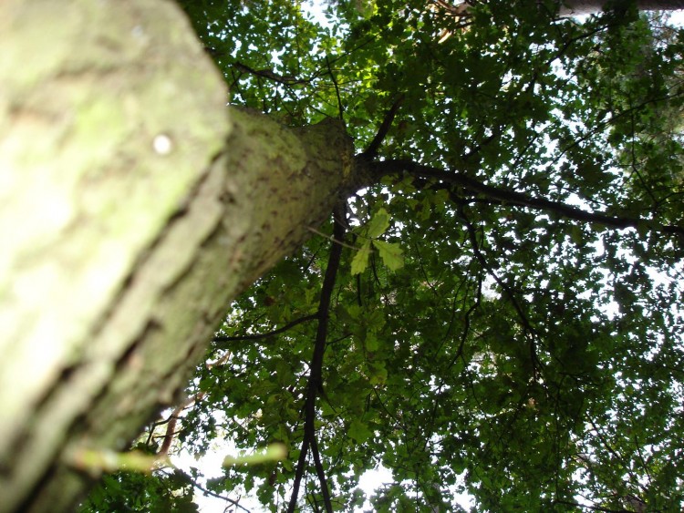 Fonds d'cran Nature Arbres - Forts arbre