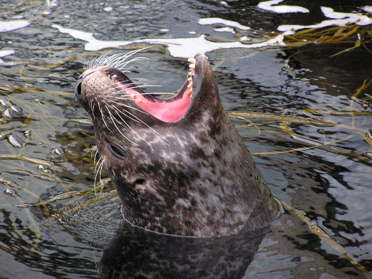 Wallpapers Animals Sealife - Seals Phoque veau marin