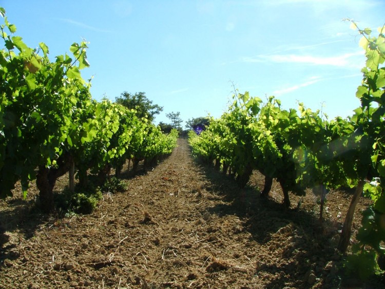 Fonds d'cran Nature Paysages au milieu des vignes