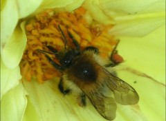 Fonds d'cran Animaux une abeille