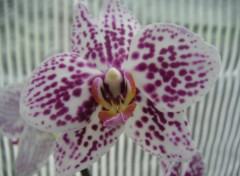 Fonds d'cran Nature orchide