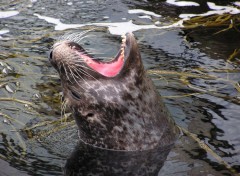 Fonds d'cran Animaux Phoque veau marin