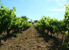 Wallpapers Nature au milieu des vignes