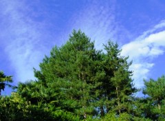 Fonds d'cran Nature Sapins en été