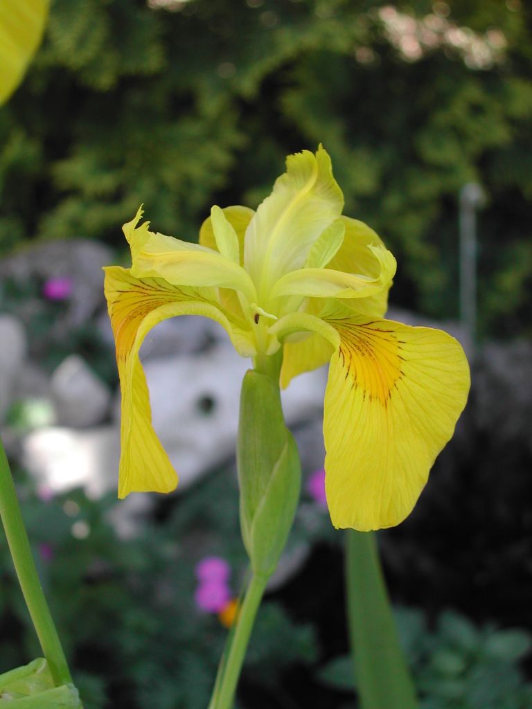 Fonds d'cran Nature Fleurs 