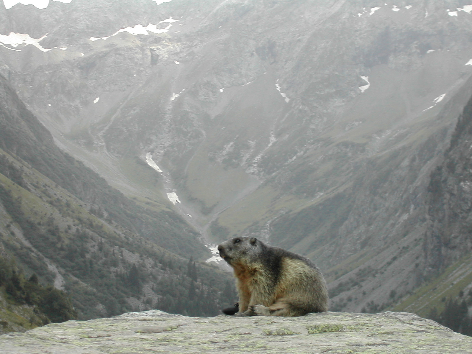 Wallpapers Animals Rodents - Misc Marmotte_du_lauvitel_by_neo932rcl