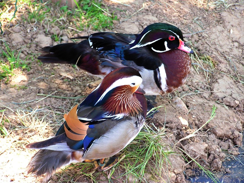 Wallpapers Animals Birds - Ducks canards mandarin et carolin