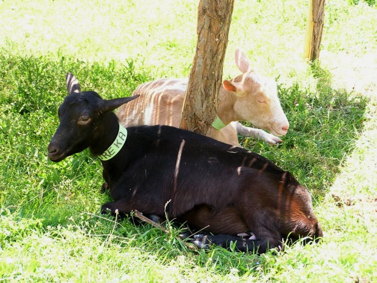 Fonds d'cran Animaux Chvres C'est l'heure de la sieste!