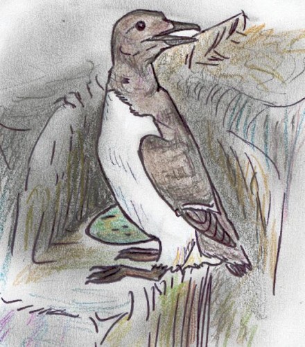 Wallpapers Art - Pencil Animals - Birds - Raptors Guillemot de Trol