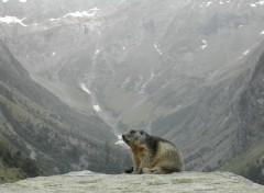 Wallpapers Animals Marmotte_du_lauvitel_by_neo932rcl