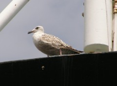 Wallpapers Animals Goland sur un bateau