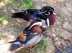 Fonds d'cran Animaux canards mandarin et carolin