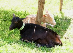 Fonds d'cran Animaux C'est l'heure de la sieste!