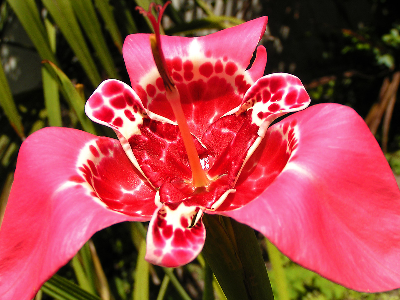 Fonds d'cran Nature Fleurs Tigridia pavonia