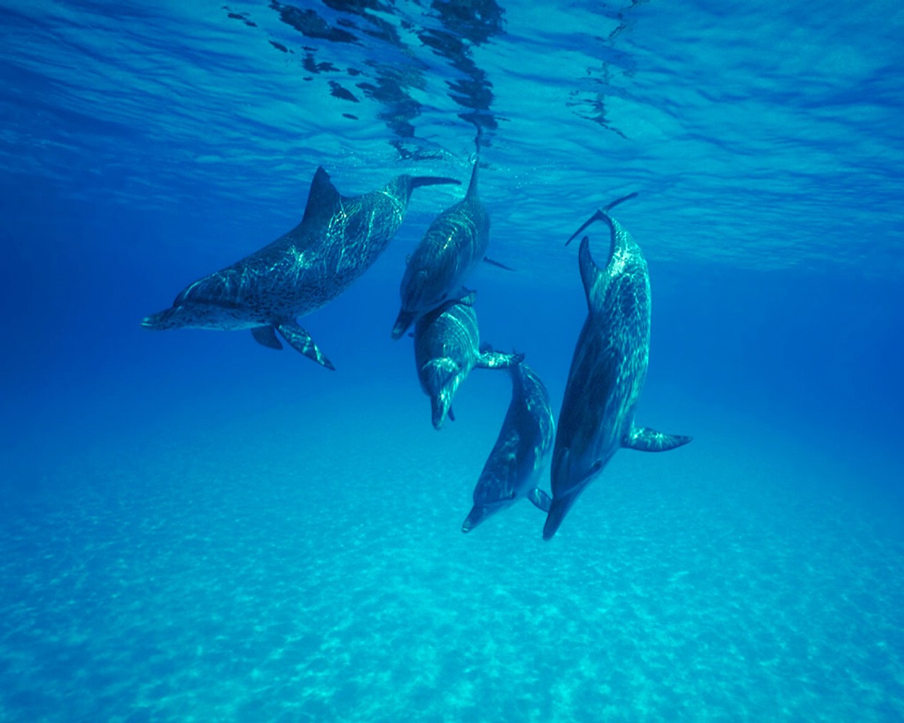 Fonds d'cran Animaux Vie marine - Dauphins 