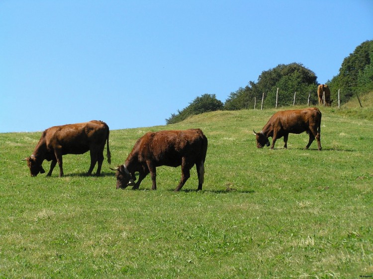 Fonds d'cran Animaux Vaches - Taureaux - Boeufs salers