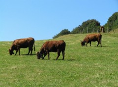 Fonds d'cran Animaux salers