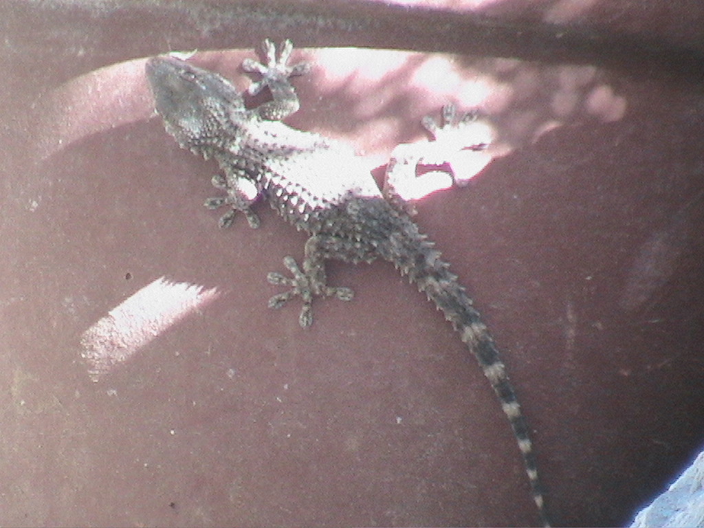 Fonds d'cran Animaux Lzards - Iguanes Tarente