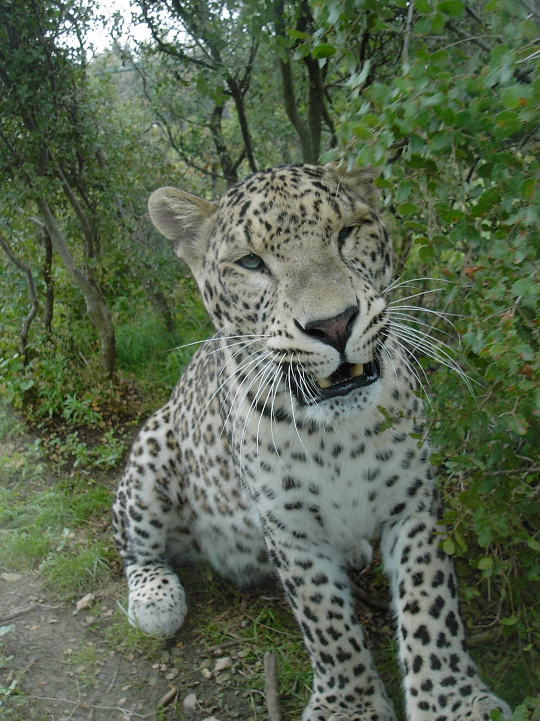 Fonds d'cran Animaux Flins - Lopards lopard