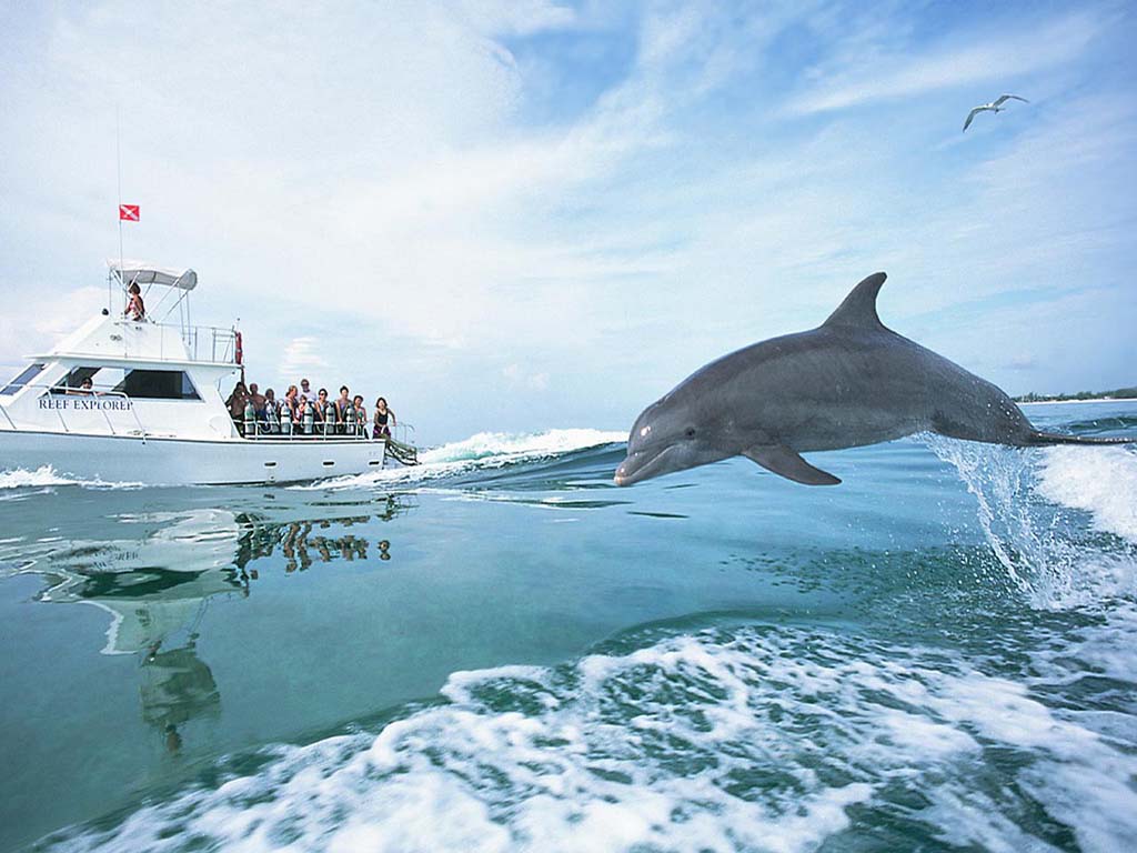 Fonds d'cran Animaux Vie marine - Dauphins dauphin hors de l'eau