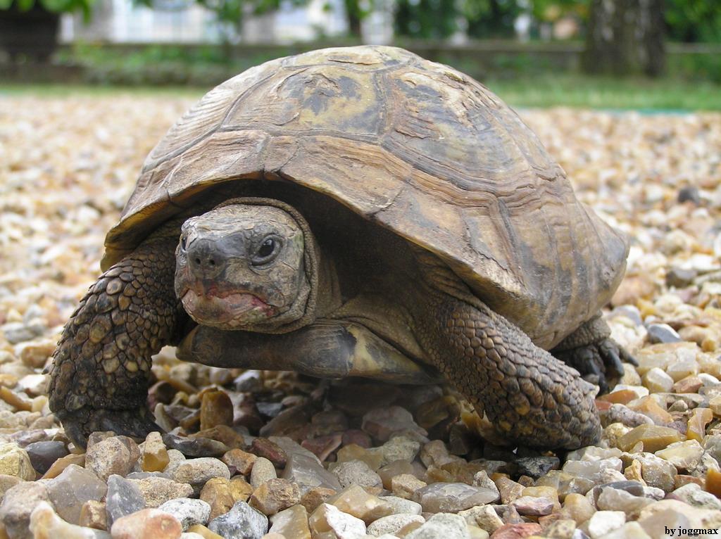 Fonds d'cran Animaux Tortues tortue agressive