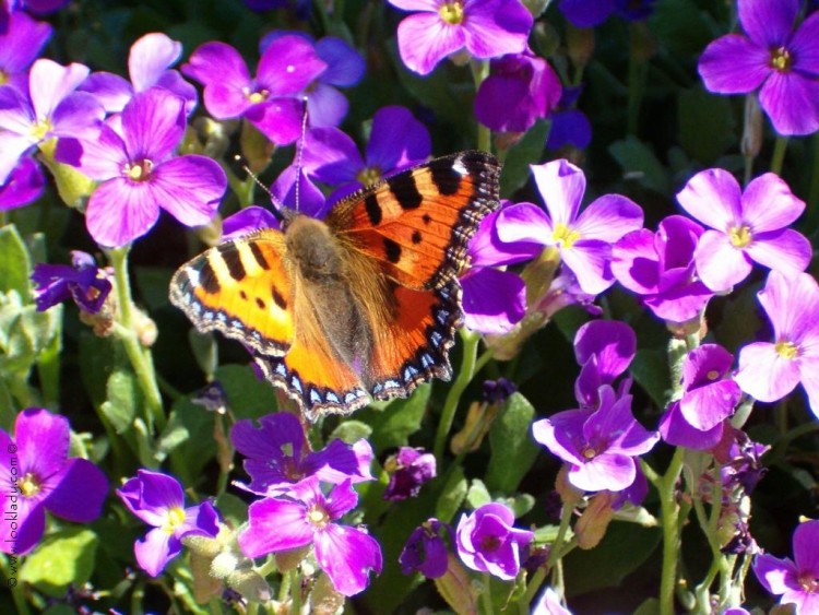 Wallpapers Animals Insects - Butterflies papillon