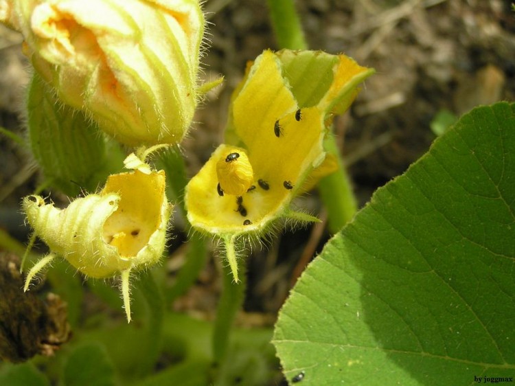 Fonds d'cran Animaux Insectes - Divers fleur infest