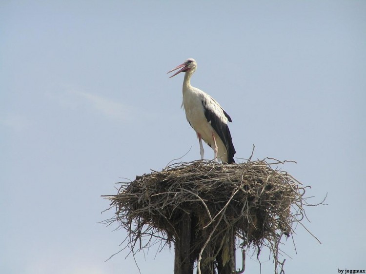 Fonds d'cran Animaux Oiseaux - Cigognes cygogne