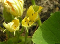 Fonds d'cran Animaux fleur infest