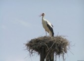 Fonds d'cran Animaux cygogne