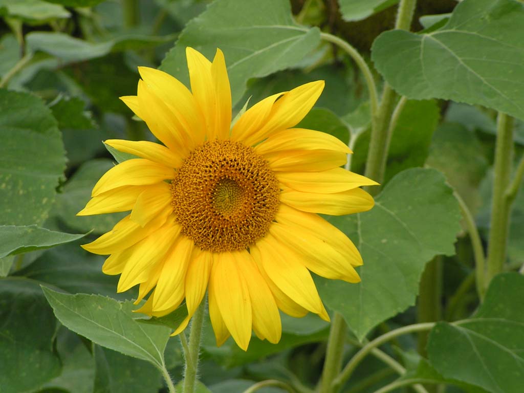 Fonds d'cran Nature Fleurs Tournesol