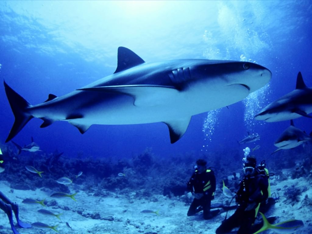 Wallpapers Animals Sealife - Sharks requin