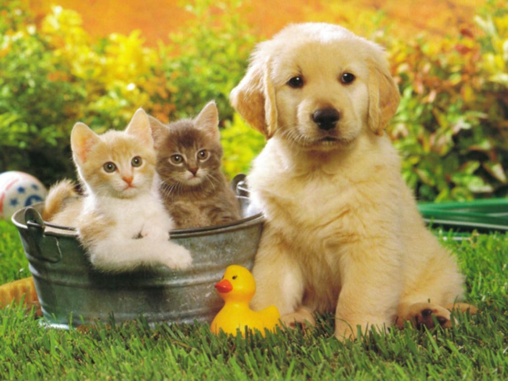 Fonds d'cran Animaux Chats - Chatons chatons et chiot