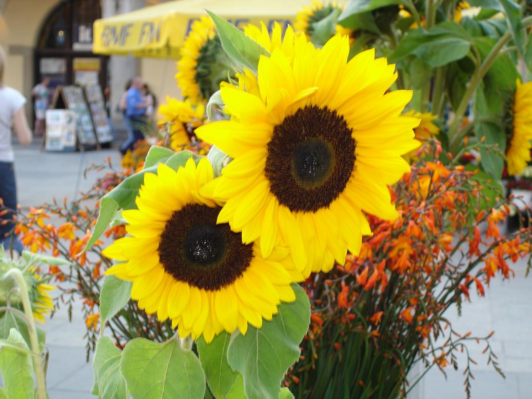 Fonds d'cran Nature Fleurs tournesols