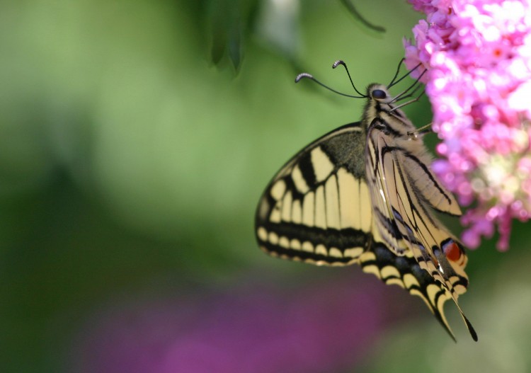 Wallpapers Animals Insects - Butterflies Papillon