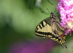 Fonds d'cran Animaux Papillon