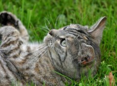 Fonds d'cran Animaux Une petite chatte