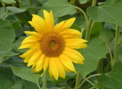 Wallpapers Nature Tournesol