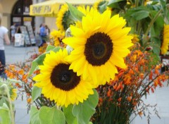 Fonds d'cran Nature tournesols